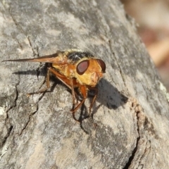 Microtropesa sp. (genus) at Hackett, ACT - 25 Jan 2020 12:36 PM