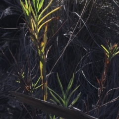 Stypandra glauca (Nodding Blue Lily) at Black Mountain - 23 Aug 2019 by PeteWoodall