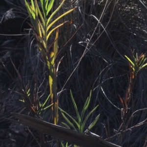 Stypandra glauca at Acton, ACT - 23 Aug 2019 10:56 AM