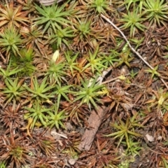 Dawsonia (genus) (A moss) at Black Mountain - 23 Aug 2019 by PeteWoodall