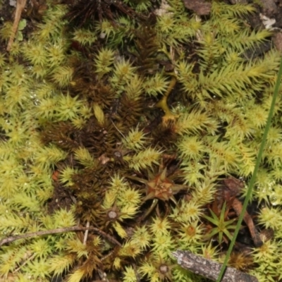 Breutelia (A moss) at Black Mountain - 23 Aug 2019 by PeteWoodall