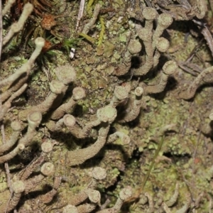 Cladonia sp. (genus) at Acton, ACT - 23 Aug 2019
