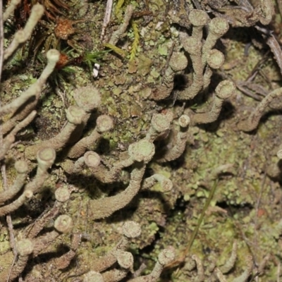 Cladonia sp. (genus) (Cup Lichen) at Black Mountain - 23 Aug 2019 by PeteWoodall