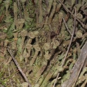 Cladonia sp. (genus) at Acton, ACT - 23 Aug 2019 11:00 AM