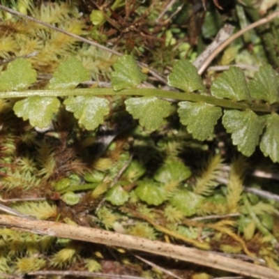 Asplenium flabellifolium (Necklace Fern) at Black Mountain - 23 Aug 2019 by PeteWoodall