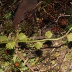 Asplenium flabellifolium at Acton, ACT - 23 Aug 2019 11:01 AM