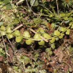 Asplenium flabellifolium at Acton, ACT - 23 Aug 2019 11:01 AM