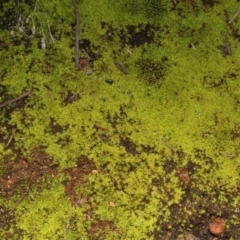 Dawsonia (genus) (A moss) at Black Mountain - 23 Aug 2019 by PeteWoodall