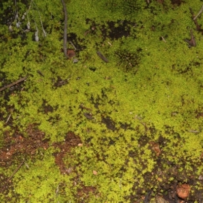 Dawsonia (genus) (A moss) at Black Mountain - 23 Aug 2019 by PeteWoodall