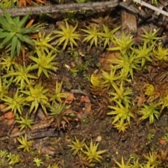 Dawsonia (genus) at Acton, ACT - 23 Aug 2019