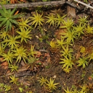 Dawsonia (genus) at Acton, ACT - 23 Aug 2019