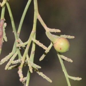 Omphacomeria acerba at Acton, ACT - 23 Aug 2019 11:05 AM