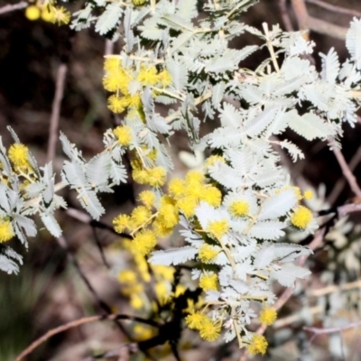 Acacia baileyana (Cootamundra Wattle, Golden Mimosa) at Black Mountain - 23 Aug 2019 by PeteWoodall