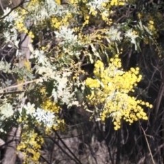 Acacia baileyana at Acton, ACT - 23 Aug 2019