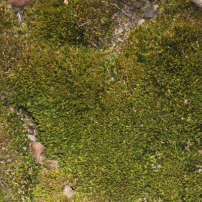 Campylopus (A moss) at Black Mountain - 23 Aug 2019 by PeteWoodall