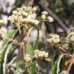 Pomaderris intermedia (Golden Pomaderris) at Acton, ACT - 23 Aug 2019 by PeteWoodall