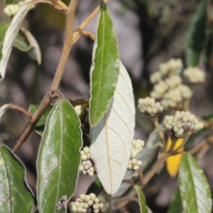 Pomaderris intermedia at Acton, ACT - 23 Aug 2019 11:25 AM