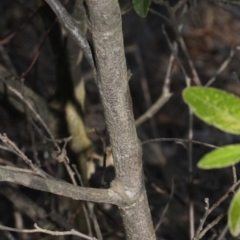 Pomaderris intermedia at Acton, ACT - 23 Aug 2019 11:25 AM