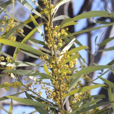 Acacia rubida (Red-stemmed Wattle, Red-leaved Wattle) at Black Mountain - 23 Aug 2019 by PeteWoodall