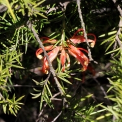 Grevillea juniperina subsp. sulphurea at Black Mountain - 23 Aug 2019 by PeteWoodall