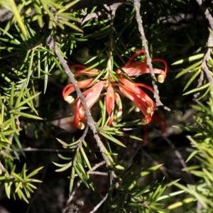 Grevillea juniperina subsp. sulphurea at Acton, ACT - 23 Aug 2019