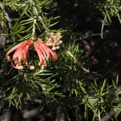 Grevillea juniperina subsp. sulphurea at Acton, ACT - 23 Aug 2019