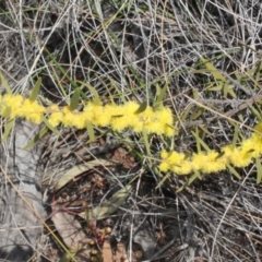 Acacia lanigera var. lanigera (Woolly Wattle, Hairy Wattle) at Black Mountain - 23 Aug 2019 by PeteWoodall