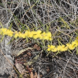 Acacia lanigera var. lanigera at Acton, ACT - 23 Aug 2019