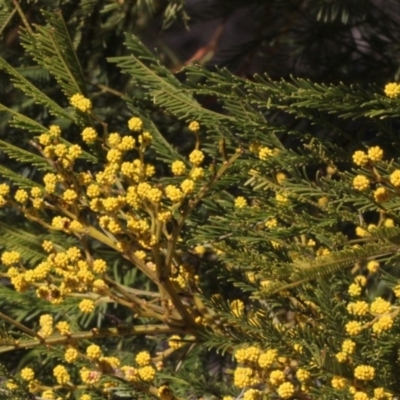 Acacia decurrens (Green Wattle) at Black Mountain - 23 Aug 2019 by PeteWoodall