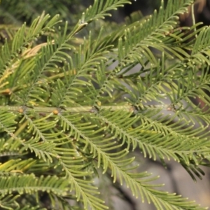 Acacia decurrens at Acton, ACT - 23 Aug 2019