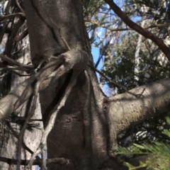 Acacia decurrens at Acton, ACT - 23 Aug 2019