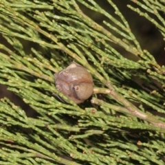 Callitris endlicheri (Black Cypress Pine) at Black Mountain - 23 Aug 2019 by PeteWoodall