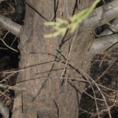 Callitris endlicheri at Acton, ACT - 23 Aug 2019