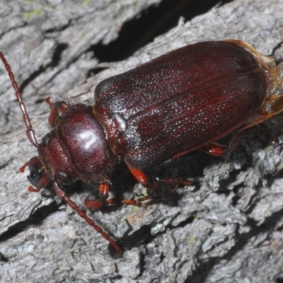 Sceleocantha glabricollis (Wattle root longicorn) at Majura, ACT - 19 Jan 2020 by Harrisi