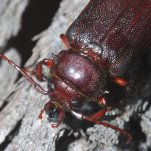 Sceleocantha glabricollis at Majura, ACT - 19 Jan 2020