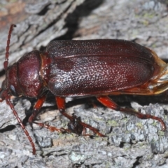 Sceleocantha glabricollis at Majura, ACT - 19 Jan 2020