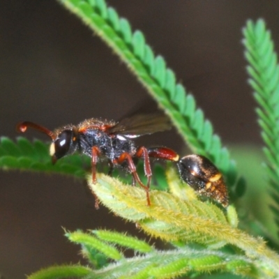Eumeninae (subfamily) (Unidentified Potter wasp) at Northangera, NSW - 20 Jan 2020 by Harrisi