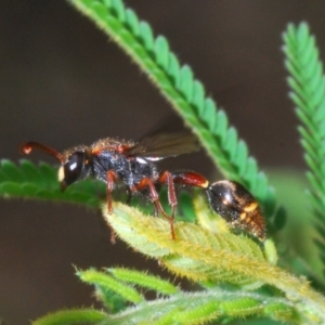 Eumeninae (subfamily) at Northangera, NSW - 20 Jan 2020