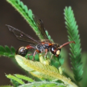 Eumeninae (subfamily) at Northangera, NSW - 20 Jan 2020