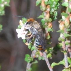 Lipotriches (Austronomia) australica at QPRC LGA - 20 Jan 2020 by Harrisi