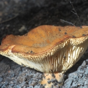 Neolentinus dactyloides at Currowan, NSW - 20 Jan 2020