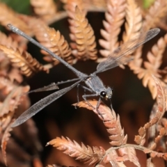 Austroargiolestes icteromelas (Common Flatwing) at Acton, ACT - 15 Jan 2020 by TimL