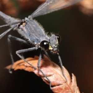 Austroargiolestes icteromelas at ANBG - 16 Jan 2020