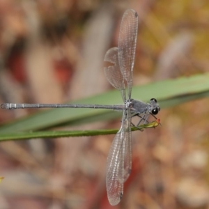 Austroargiolestes icteromelas at ANBG - 16 Jan 2020