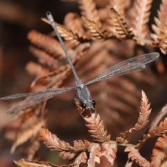 Austroargiolestes icteromelas at ANBG - 16 Jan 2020