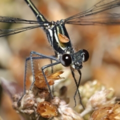 Austroargiolestes icteromelas (Common Flatwing) at Acton, ACT - 15 Jan 2020 by TimL