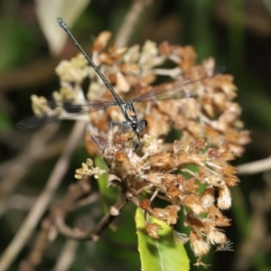 Austroargiolestes icteromelas at ANBG - 16 Jan 2020