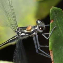 Austroargiolestes icteromelas at ANBG - 16 Jan 2020