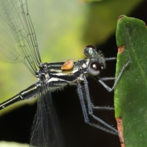 Austroargiolestes icteromelas at ANBG - 16 Jan 2020