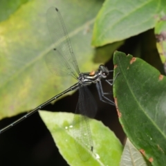 Austroargiolestes icteromelas at ANBG - 16 Jan 2020